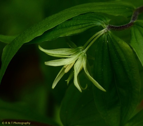 {Prosartes lanuginosa}